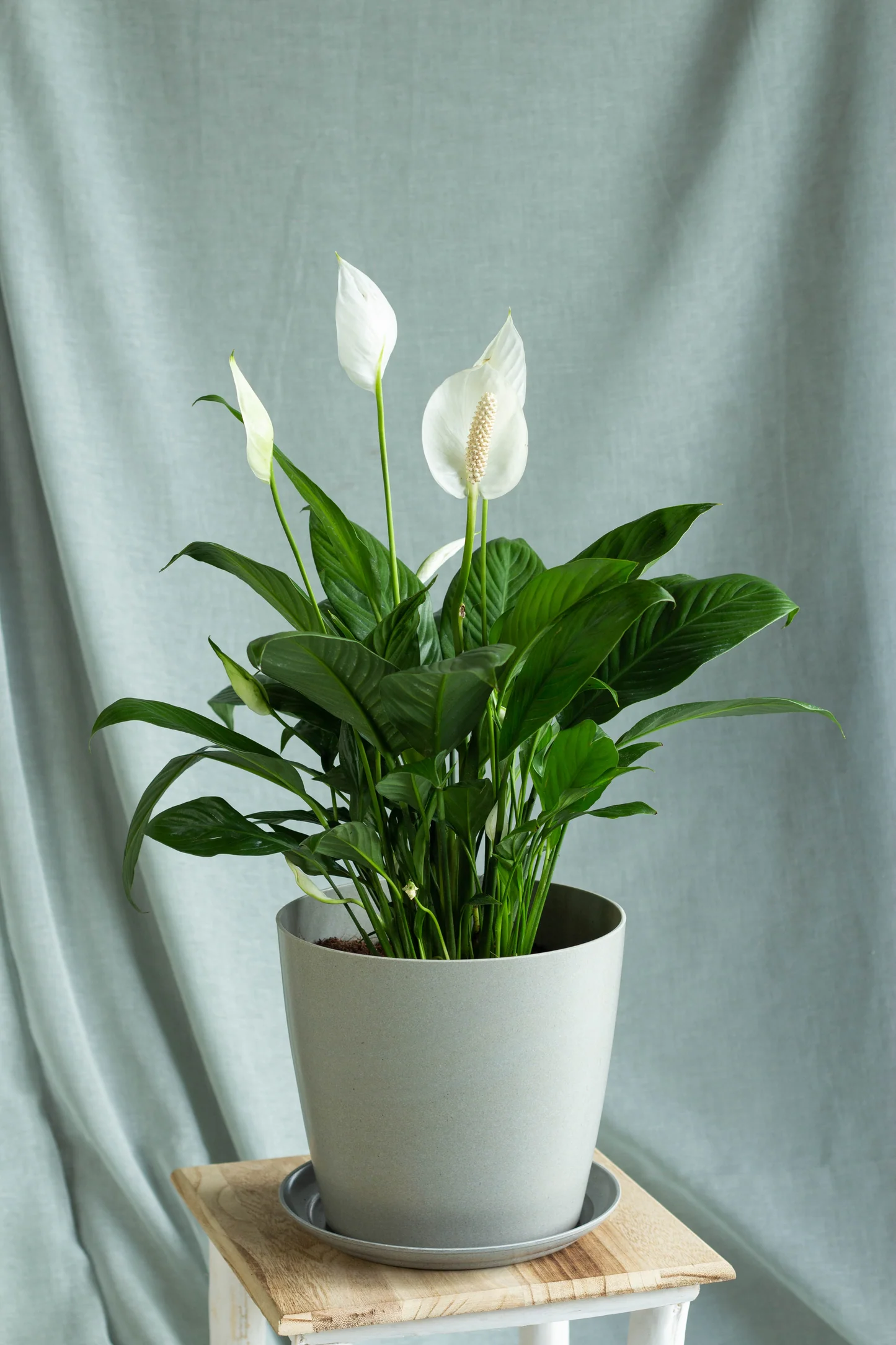 Peace Lily Plant